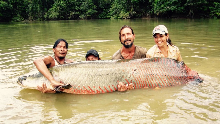 Giant Piraracu Fish