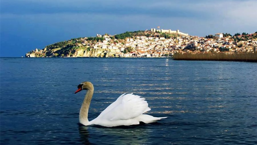 Swan and the city behind
