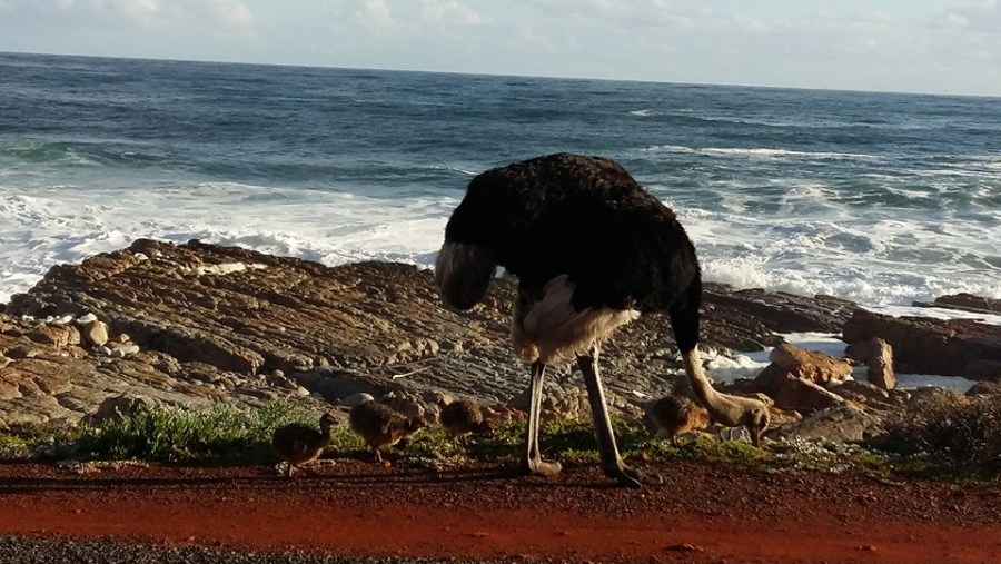 Mrs. Ossie and chicks