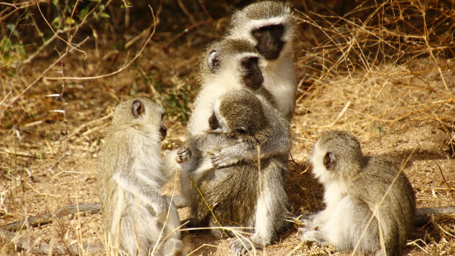 Vervet Monkeys