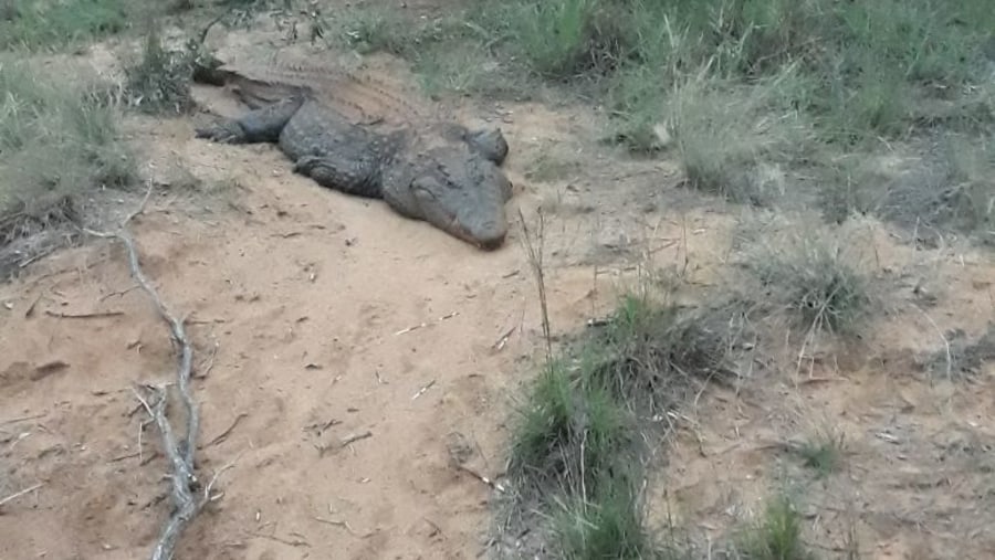 Crocodila niloticus