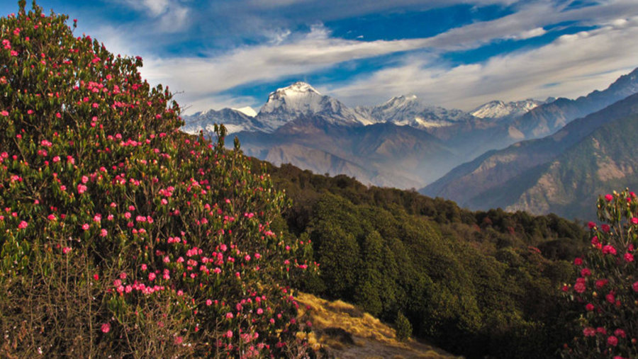 Mt Dhaulagiri with rhododendron flower 