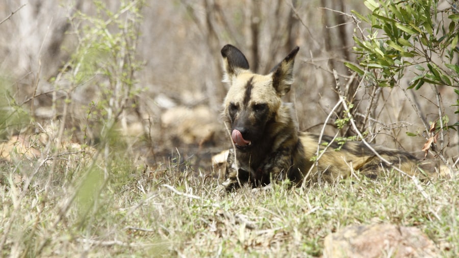 Wild dog (Painted Dog)