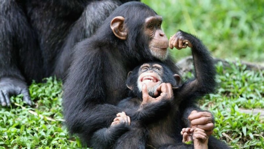 Chimps