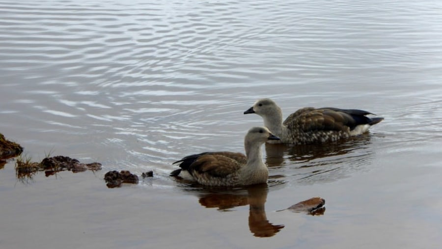 Blue winged Goose (cyanochen cyanoptera)