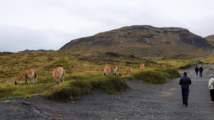 guanacos in the Park