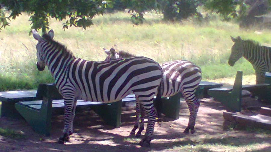 zebras at Saanane anational park