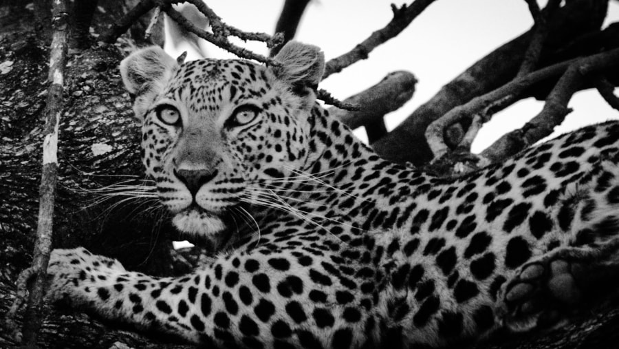 FEMALE LEOPARD