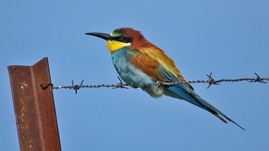 Eurasian Bee eater