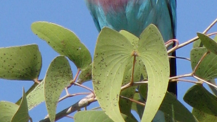 Lilac-breasted Roller.