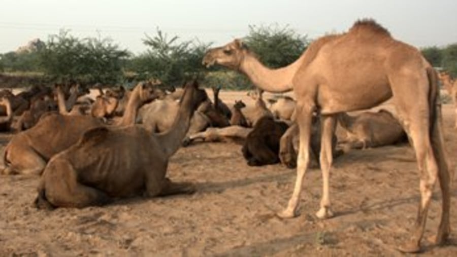 Camels 