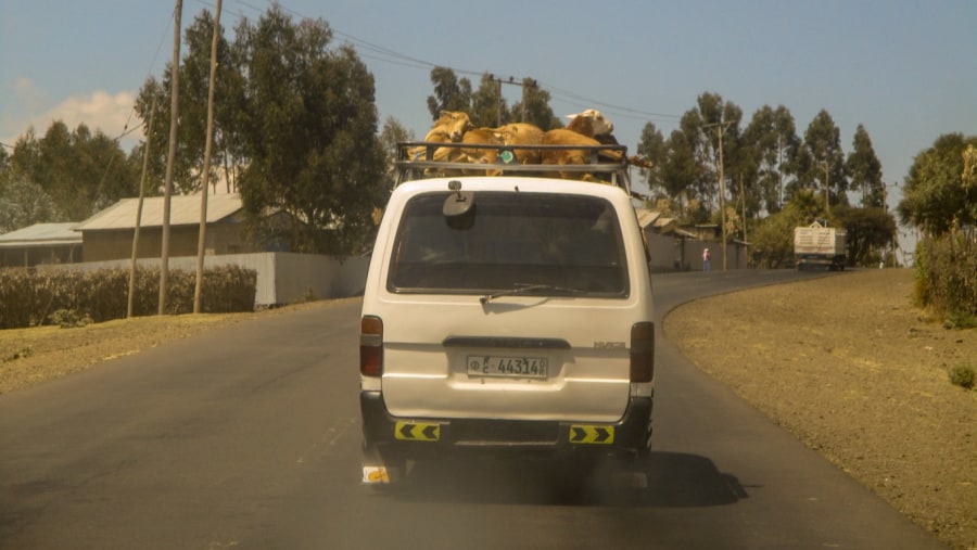 LIVE Sheep on top of public bus near Addis Ababa