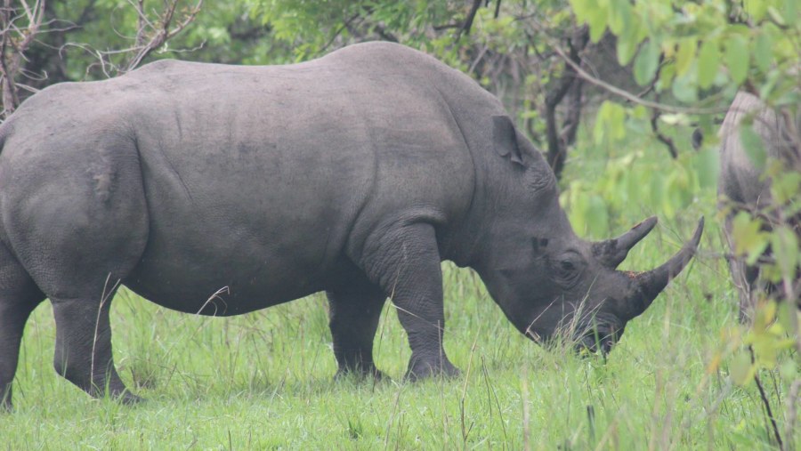 Rhino Trekking at Ziwa