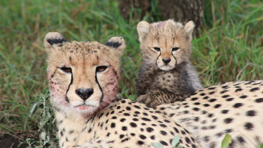 A mother cheetah and her cub