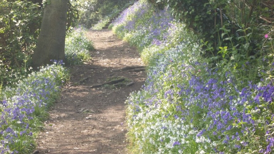 Bluebells on the east coast