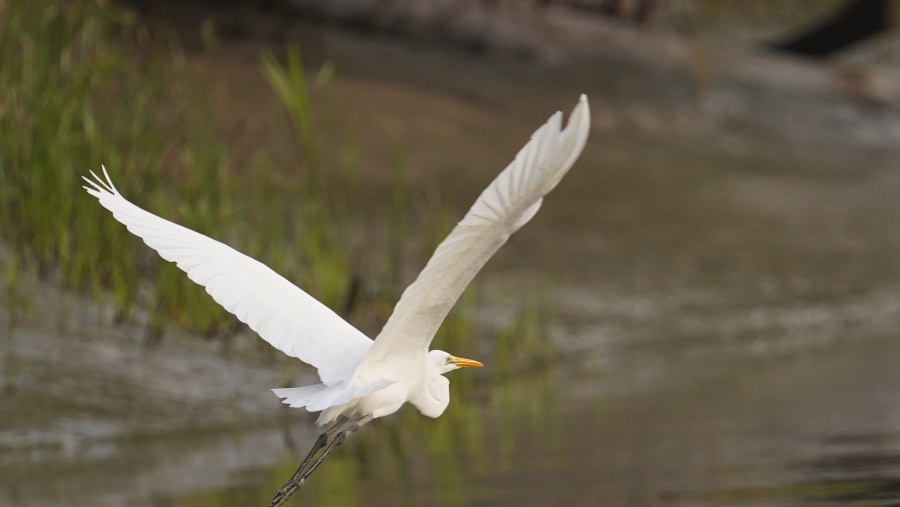 great egret flying 