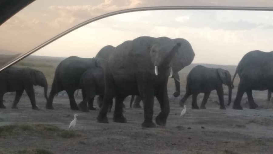 Elephant herd