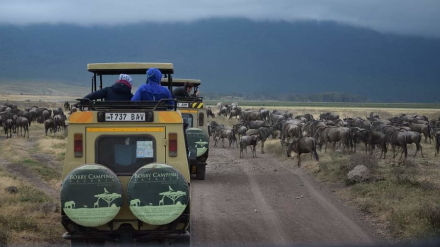 Wildebeest crossing 