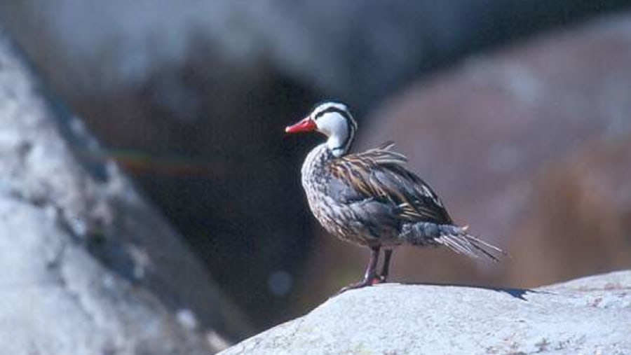 torrent duck male