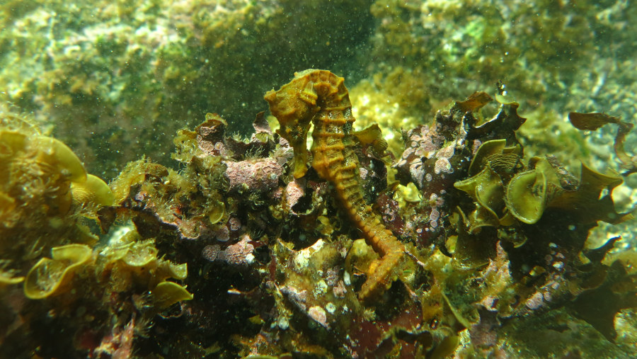 Pacific Seahorse