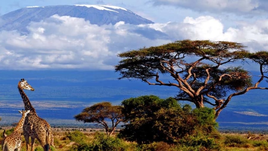 Giraffe Mount Kilimanjaro Encounter