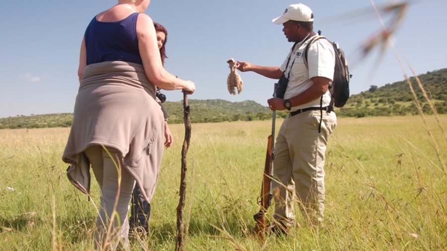 Eplaining about skulls of  zebra. Difference between male and female.