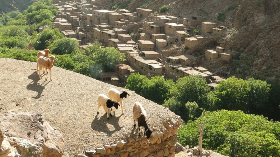 Trekking Berbere Villages In Atlas Mountains