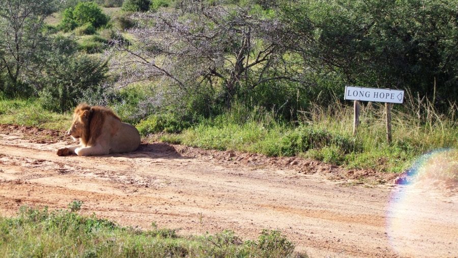 Lion Restin