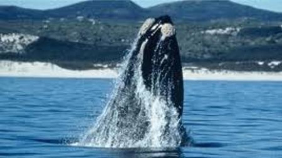 Whale watching -  Hermanus