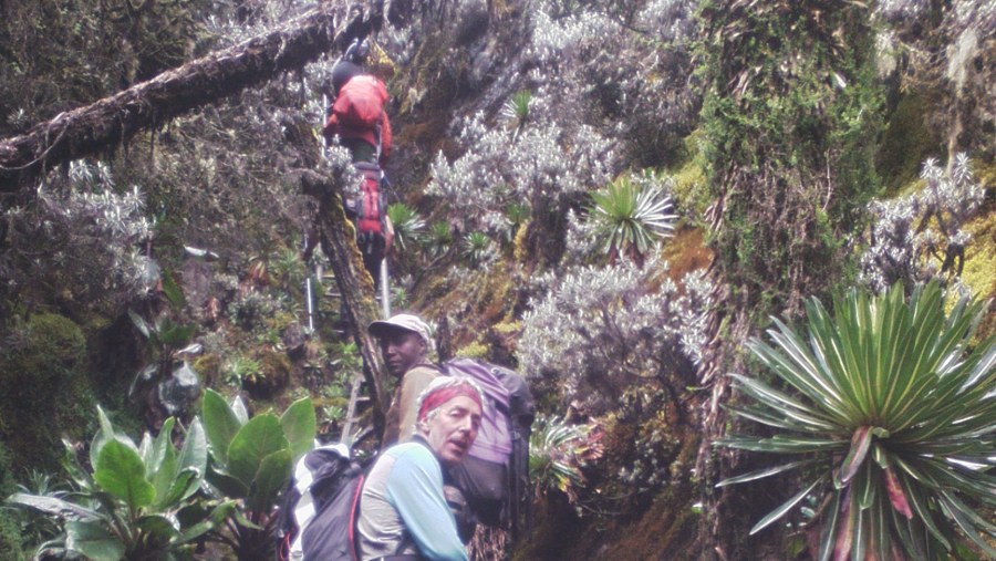 pursuing Afro-Alpine woodland on Rwenzori