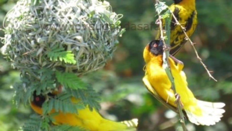 uganda birds