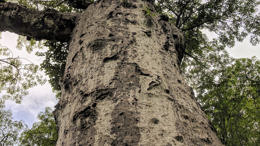 Antsiranana and Red Tsingy Tour