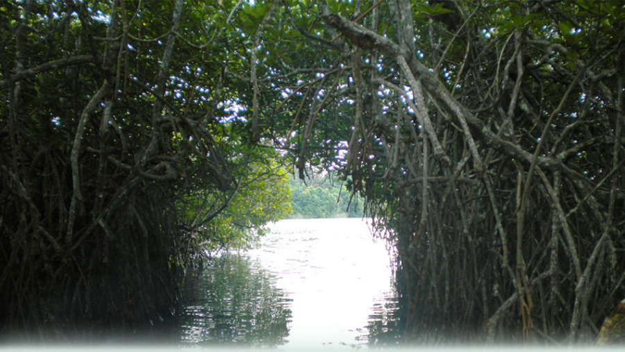 Mangrove 