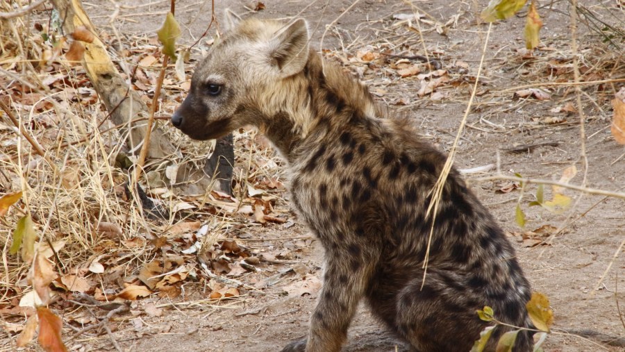 Spotted Hyena