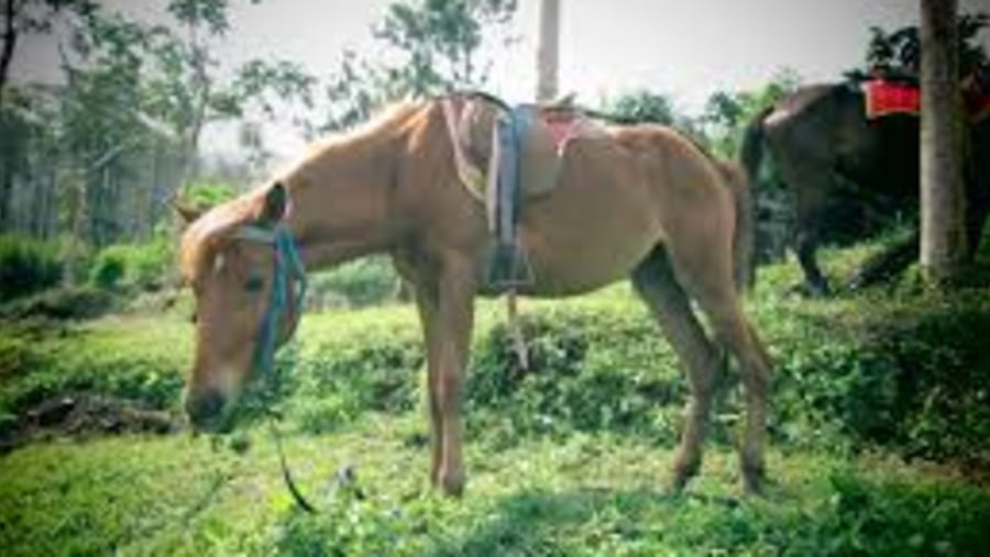 Horse Carriage Village tour and Borobudur,it's so wonderful