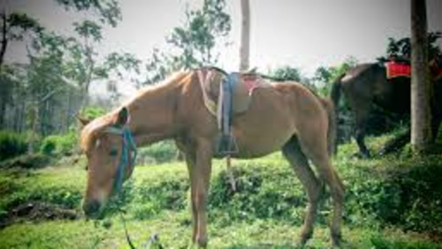 Horse Carriage Village tour and Borobudur,it's so wonderful