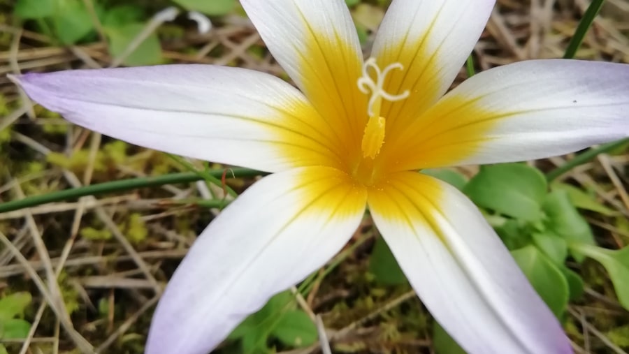 Colchicum