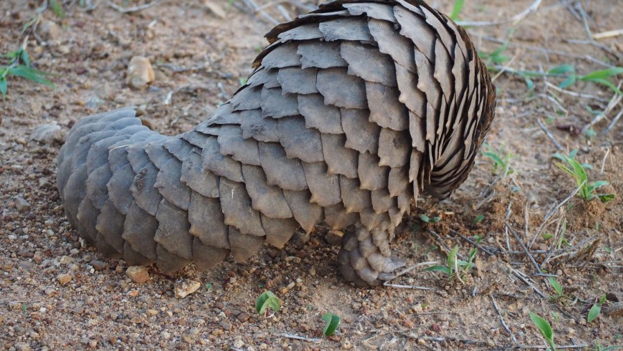 My luckiest day #pangolin