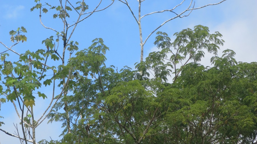 The beautiful Peruvian Amazon! 