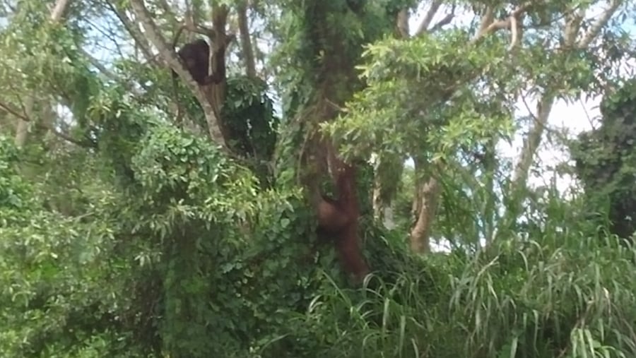 Orangutan on the tree @ Pulau Bawan