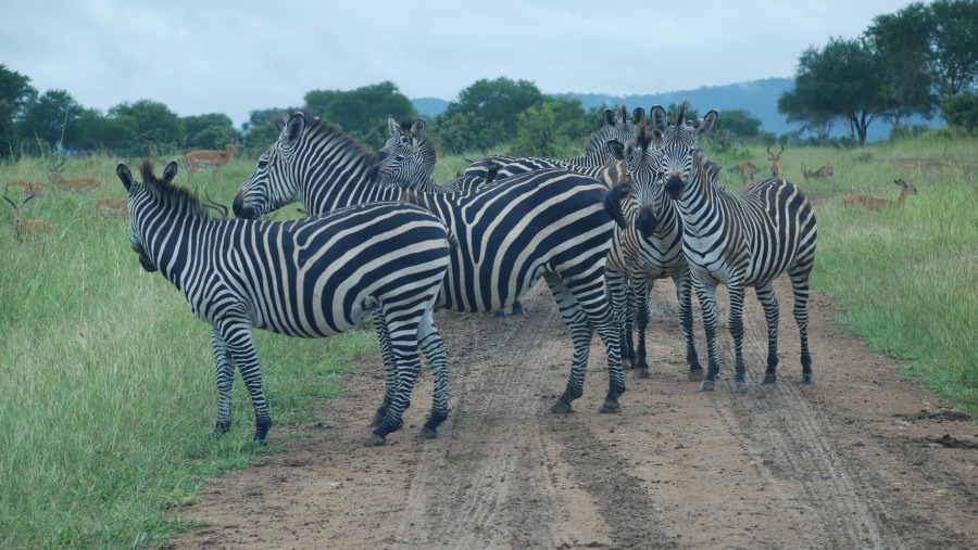 Wildlife in Selous Game Reserve