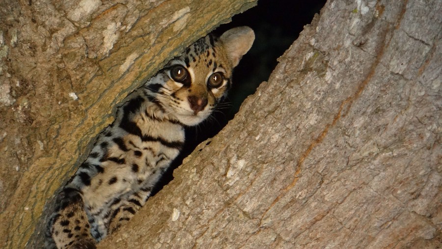 Ocelot