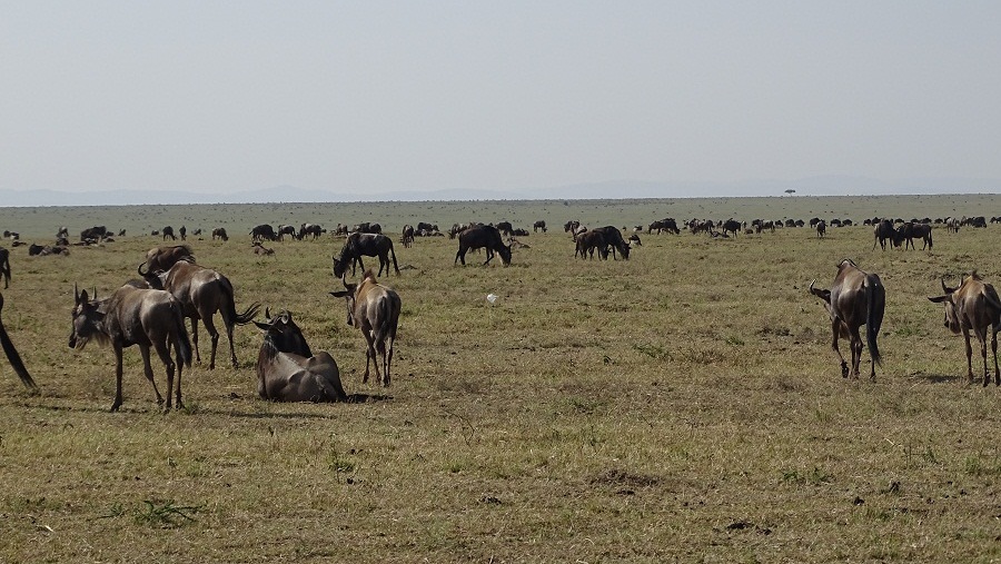 Maasai mara