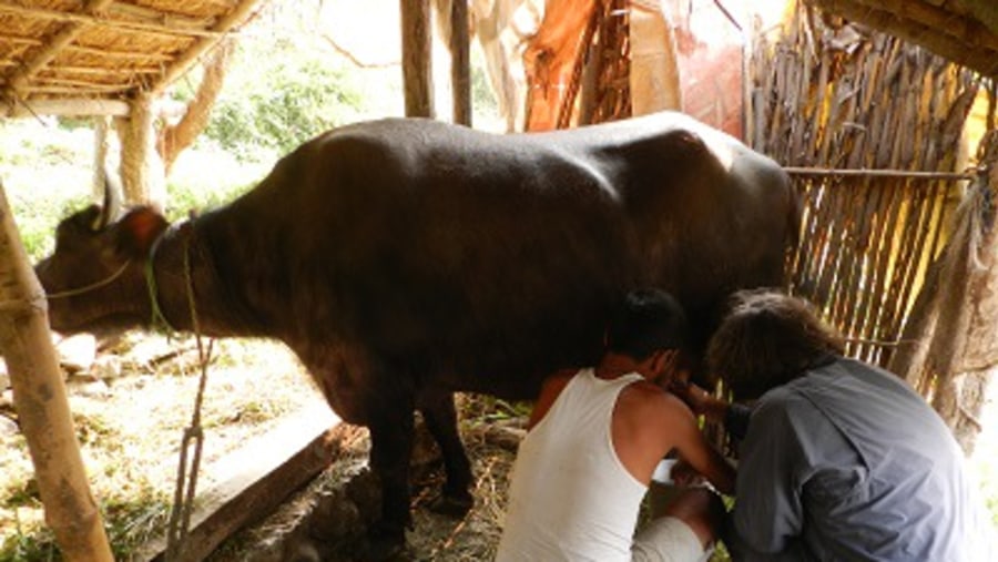 Milking a buffalo 