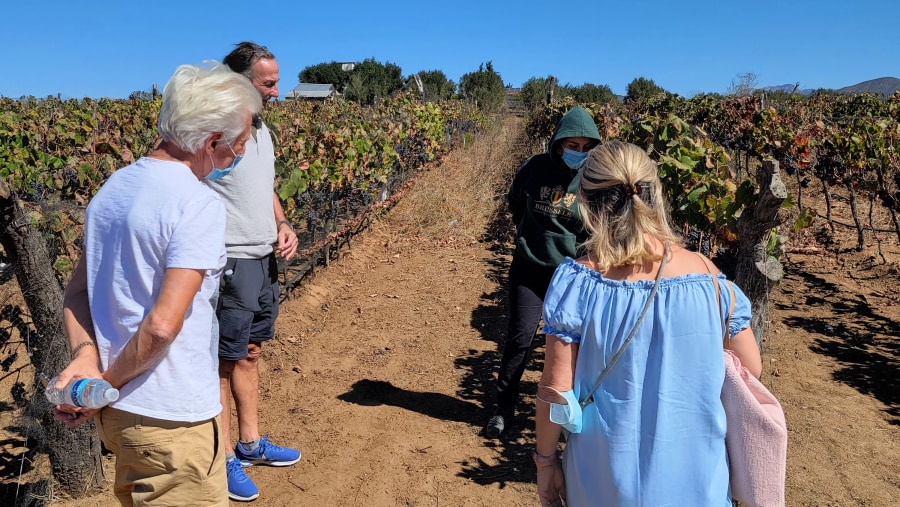 The Wine Route is the way to do the Valle de Guadalupe