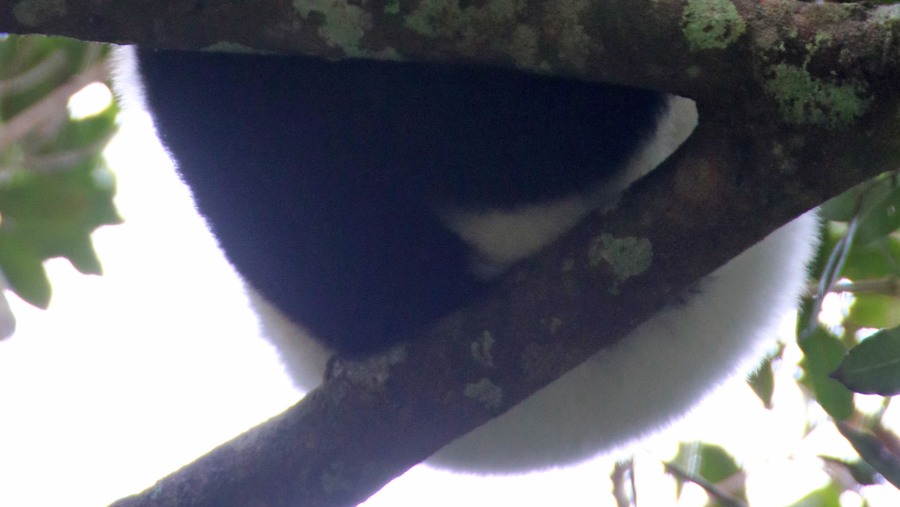 black & white ruffed lemur  on a tree