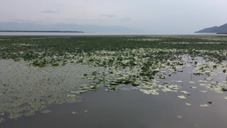 Skadar lake