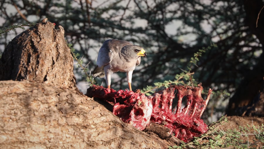 pale chanting goshawk