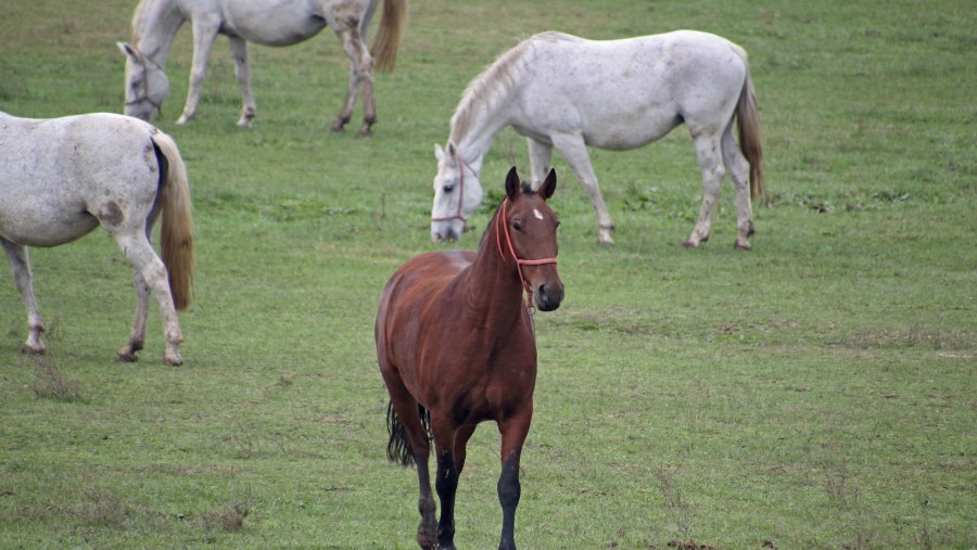 Stud Farm Đakovo