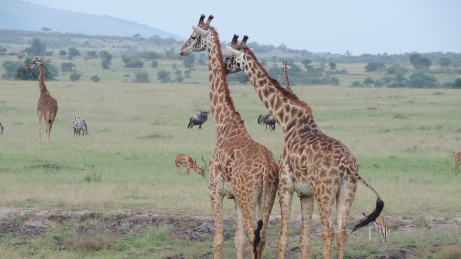 YHA Kenya Travel Tours And Safaris, Masai Mara,Wildlife Safaris, Kenya Holidays, Kenya Adventure Budget Camping Safaris, Best Safaris in Kenya,Wildebeest Migration Safaris.